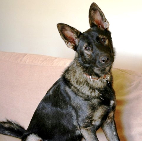 German Shepherd Rescue charity.jpg